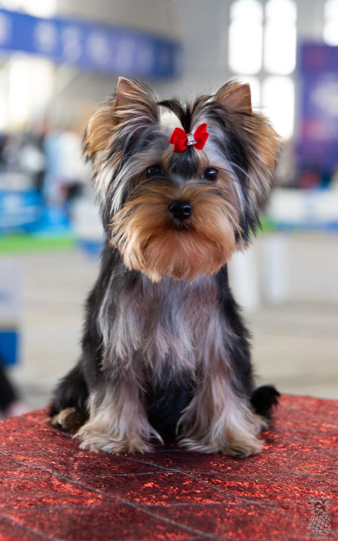 OLIS BEAUTY OLIS BEAUTY JASMINE &mdash; Labaza DogPedigree YorkshireTerrier